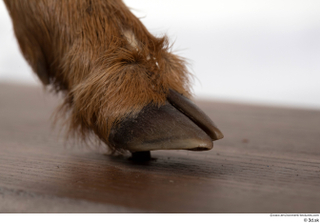 Deer doe foot hoof 0007.jpg